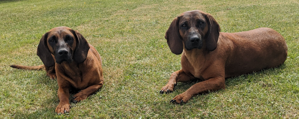 Tiere Tierarzt Neubrandenburg